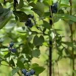 Dom W Gorach Saganowka Beskidy Miedzybrodzie Bialskie