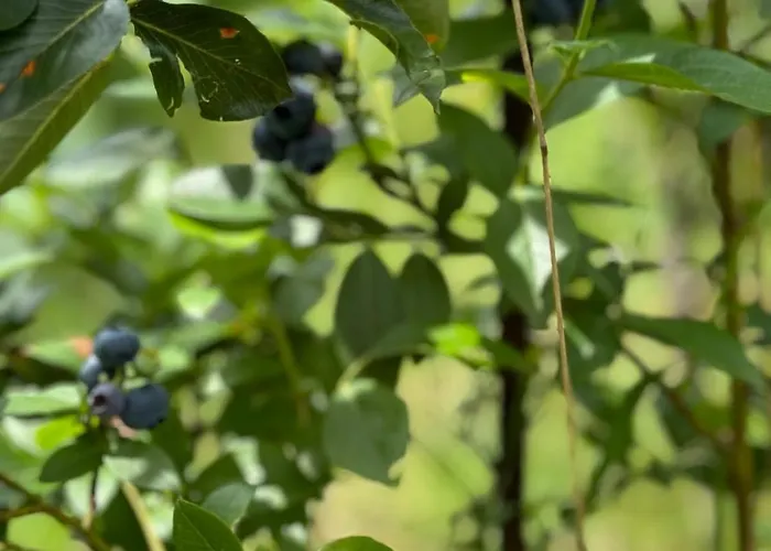 Dom W Gorach Saganowka Beskidy Międzybrodzie Bialskie